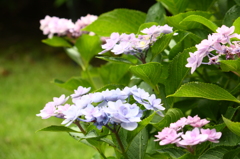 紫陽花４