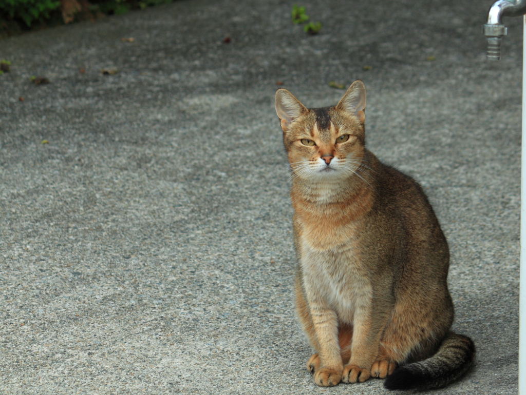 はじめての出会い・・ジ～ッと見つめる猫ちゃん