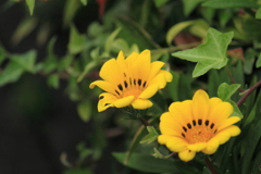 元気溌剌・・黄色が素敵なガザニアさん