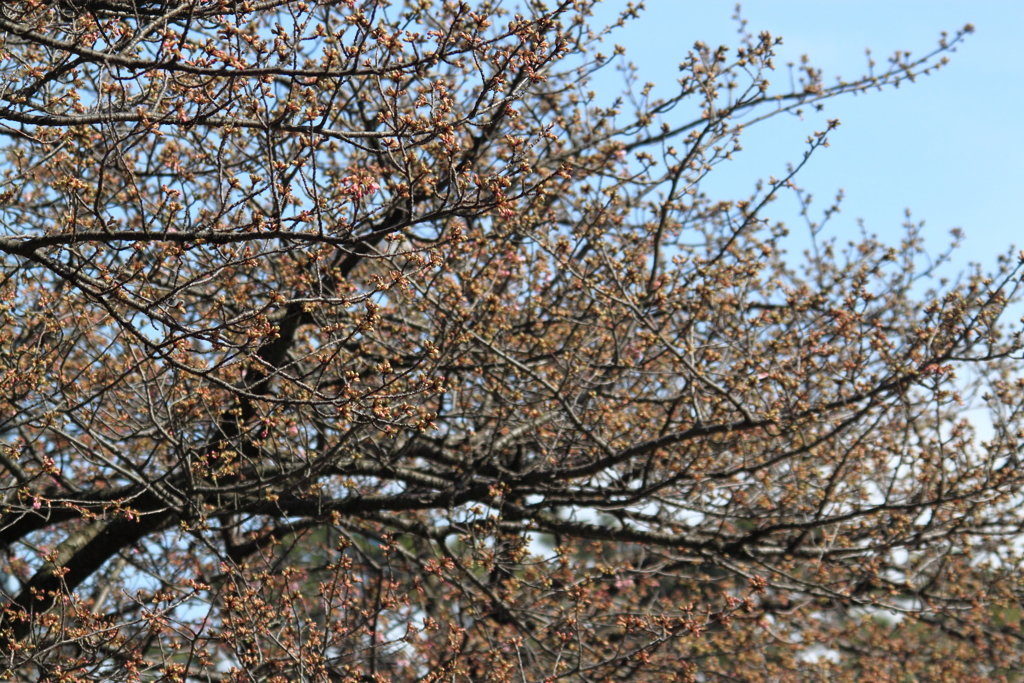 開花待ちの河津桜