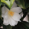 ヒッソリと咲く白い椿