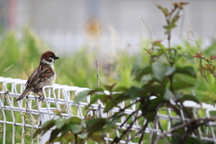 公園で出会ったチュンタ