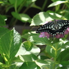 ナミアゲハが紫陽花にとまる