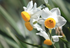 うららかな春の日が嬉しい水仙の花