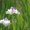 花菖蒲２