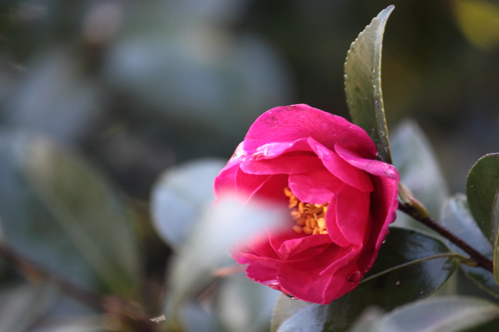 美人さん見つけ～山茶花が綺麗