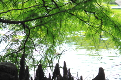 沼杉・・ラクウショウの有る風景