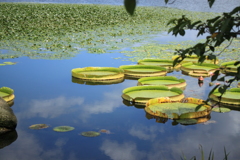 池に浮かぶ・・パラグアイオニバス