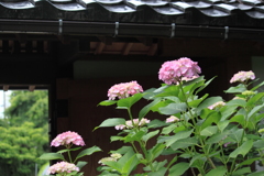 屋根瓦にお似合いピンク紫陽花