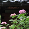 屋根瓦にお似合いピンク紫陽花