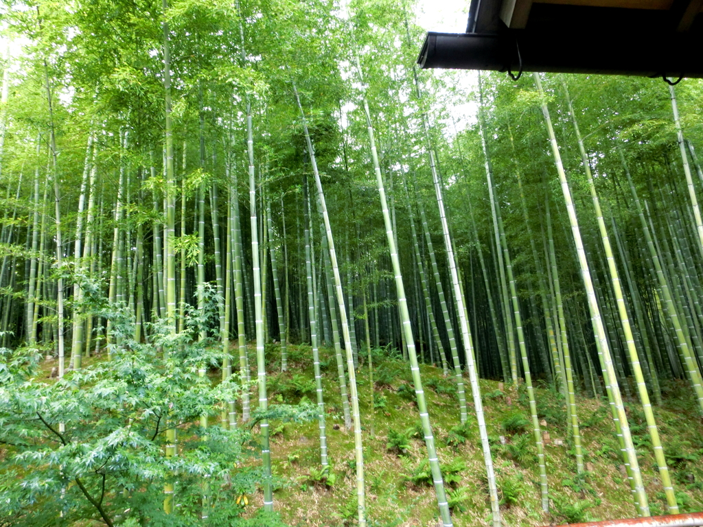 竹林