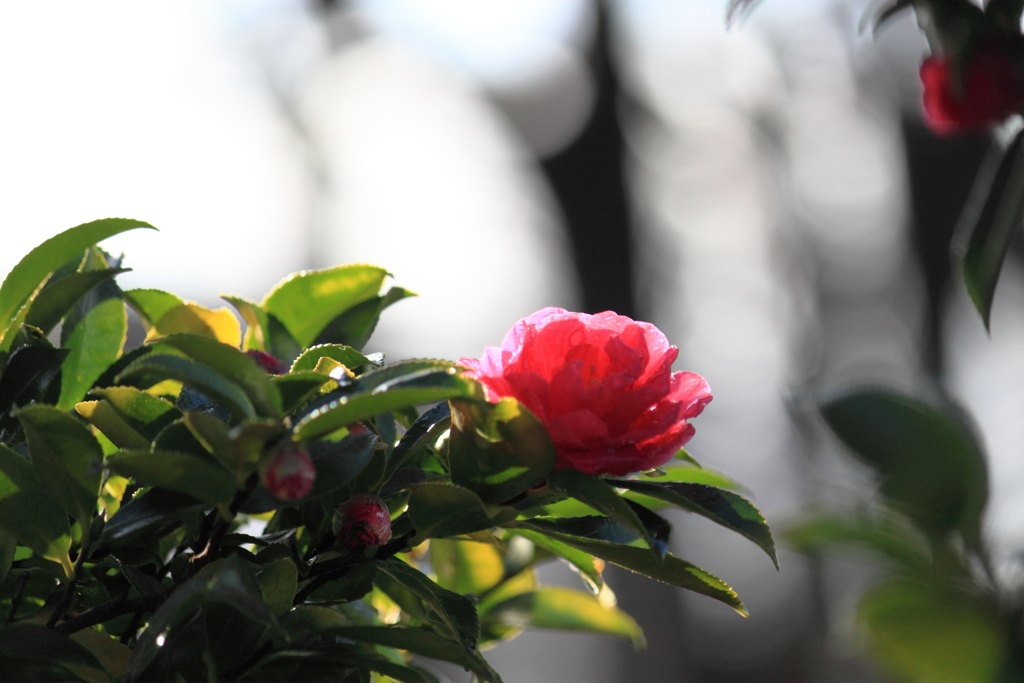 雨上がりの山茶花
