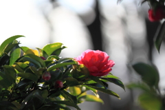 雨上がりの山茶花