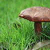 またもやキノコ　２