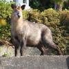 栄養たっぷりの二ホンカモシカが見てた！