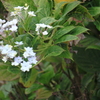 １１月紫陽花