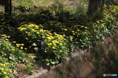 春を謳歌する草花　立金花