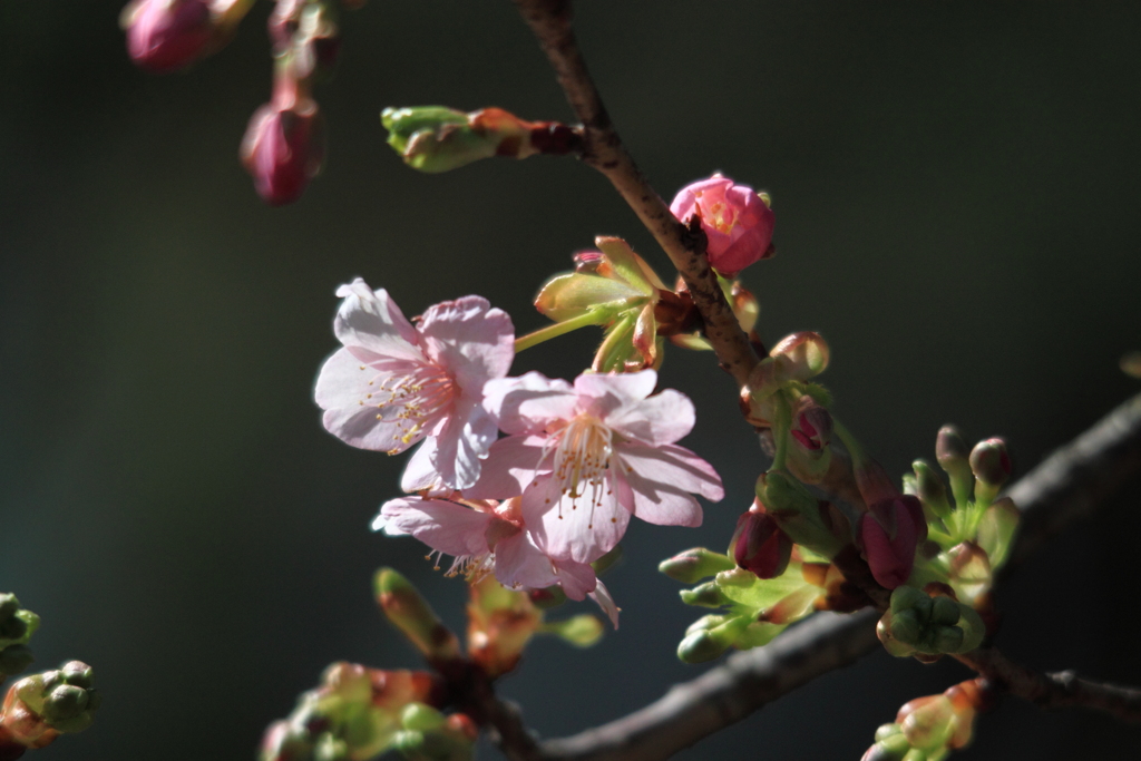 陽当たり良好　河津桜