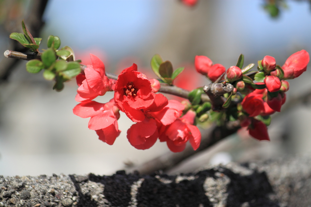 赤さが目立つボケの花