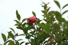 寂しかった庭に紅一点・・山茶花が咲きました～