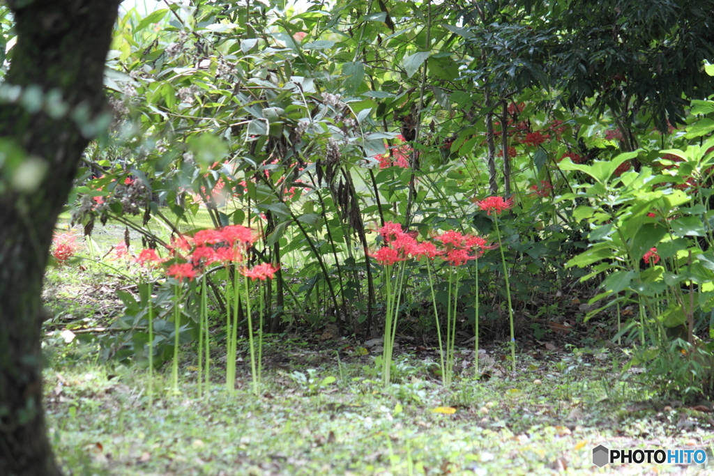 彼岸花の有る園