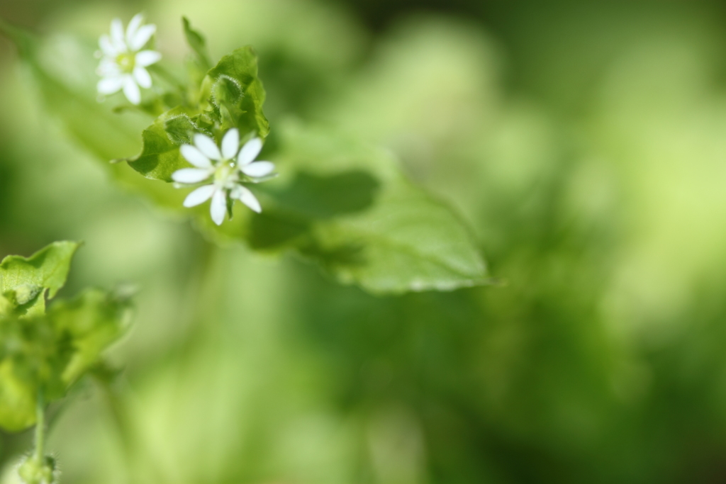 ちっちゃな・・ちっちゃなお花