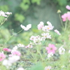 夢幻
