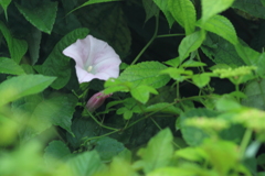 野に咲く朝顔・・ヒルガオ＾＾、