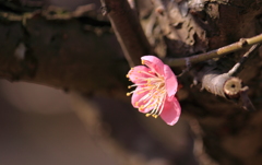 紅梅　２