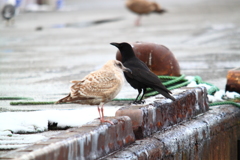仲良し？２