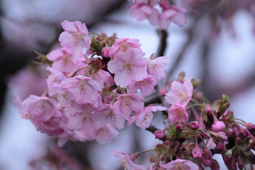 未だかと思いきや河津桜が咲いてた～　(^'^)