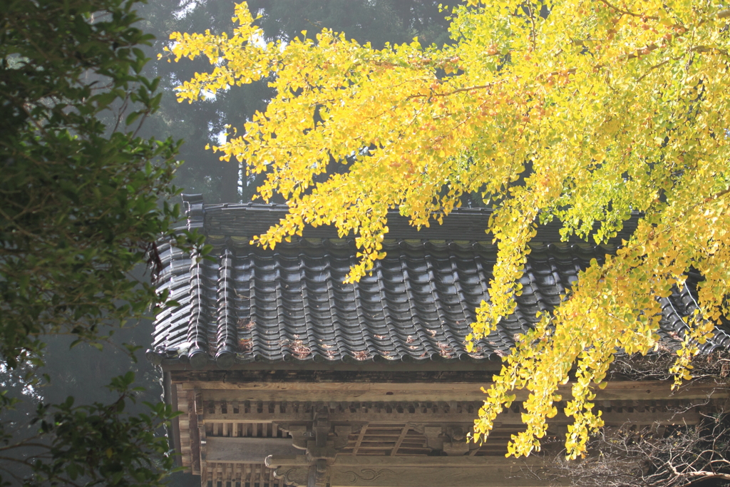 お寺境内の秋模様