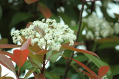 レッドロビン　花盛り