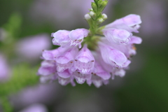 大雨にもめげず・・ハナトラノオ