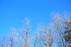 眩しい冬の青空