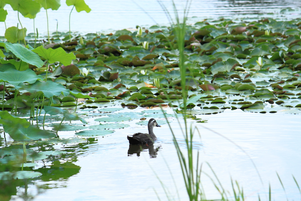 睡蓮池のカモ