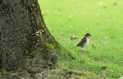 チュンタも公園大好き