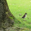 チュンタも公園大好き