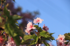 散歩道の桜　５