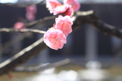 春の華やぎ　２