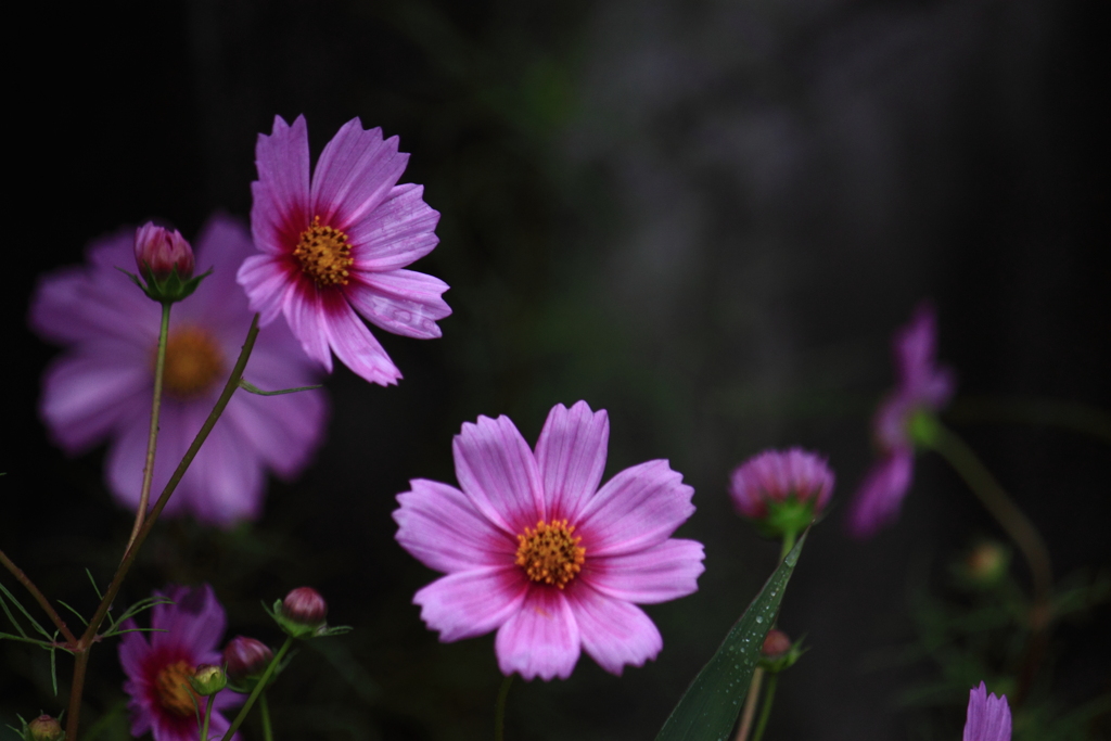 秋桜