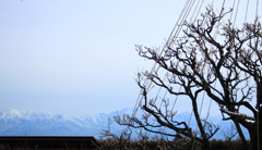 梅園より望む立山連峰