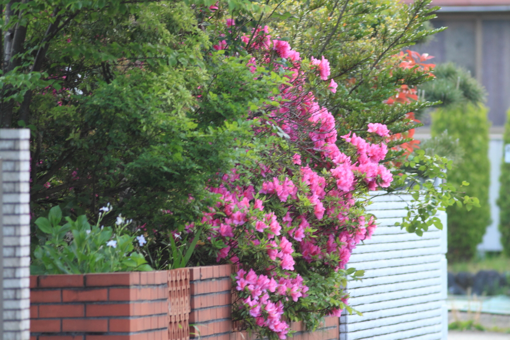 華