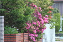 華