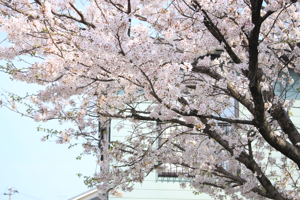散歩道の桜・・満開～