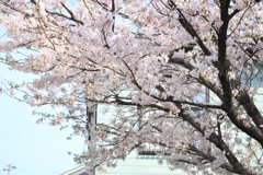 散歩道の桜・・満開～