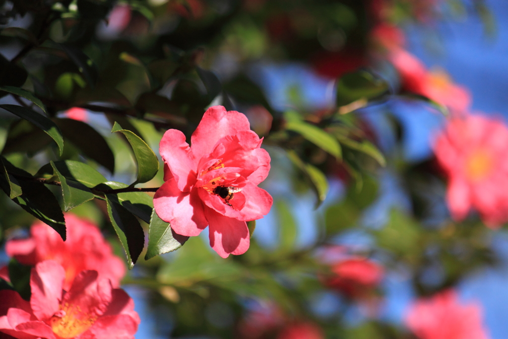 さざんかの花　