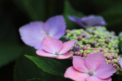 やっと・・好きな紫陽花に出会えた～喜び＾＾