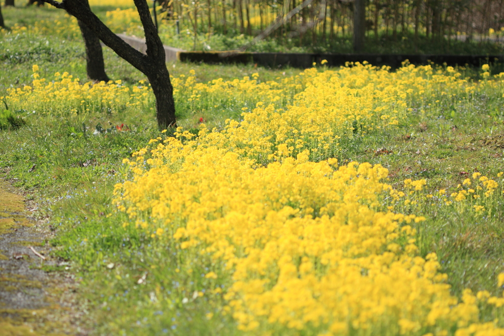 菜の花ロード