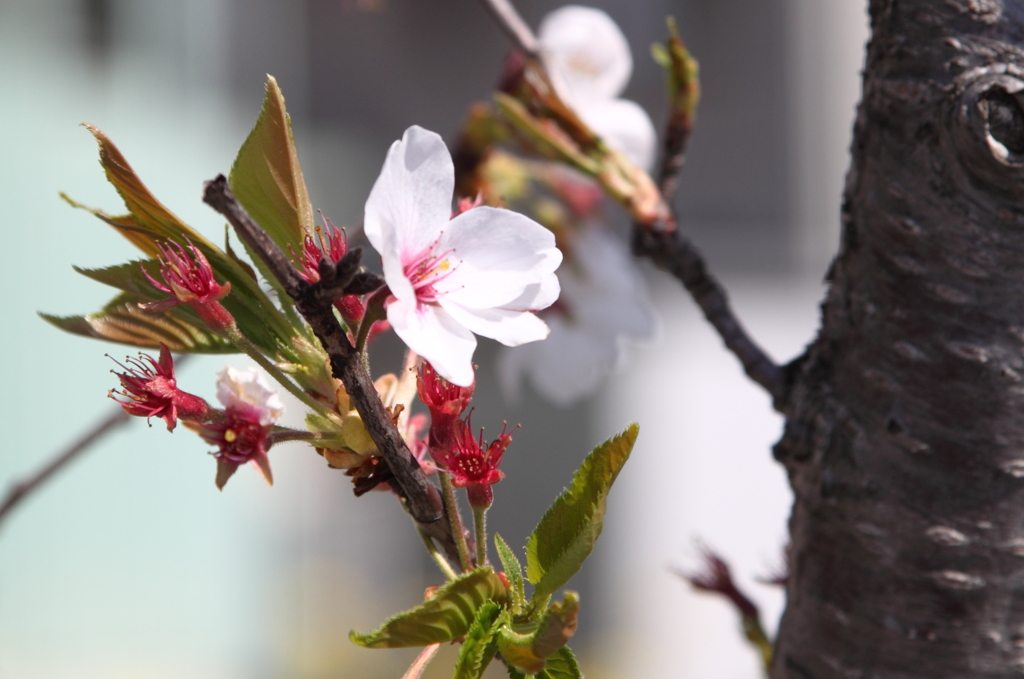 名残惜しい葉桜